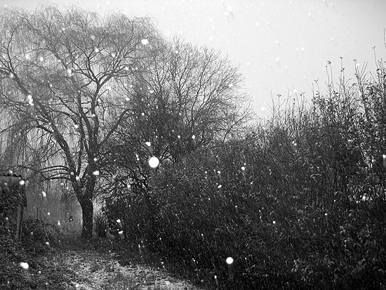Tree in the snow