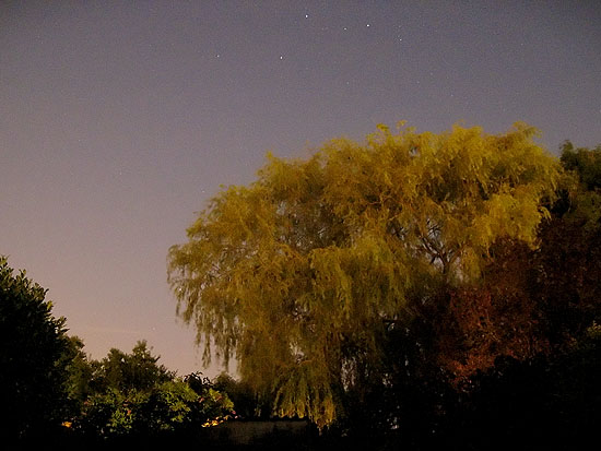 Moonlite tree