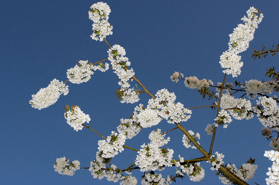 Cherry Tree