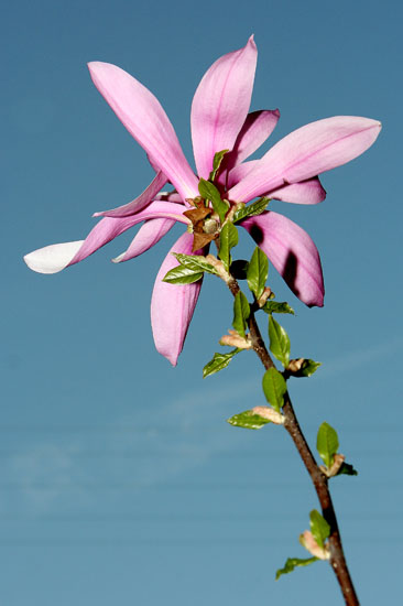 Unidentified Pink Flower