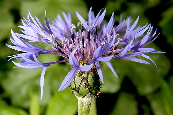 Ants harvesting that blue thingy