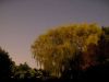 Moonlite tree