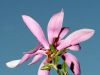 Unidentified Pink Flower